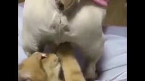 Кошка кусает пса за яйца!!!!