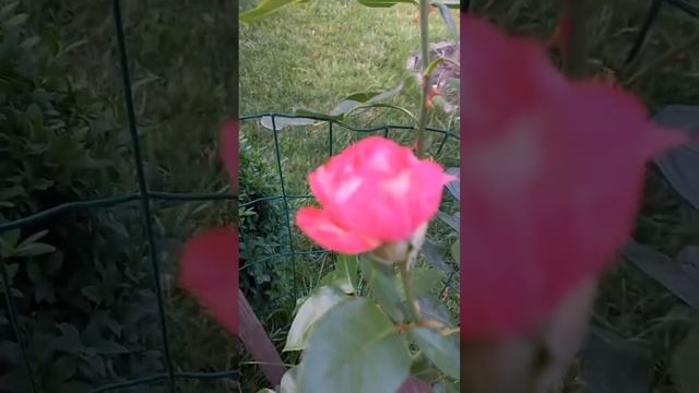 " Pink ice " rose. " Розовый лёд" роза. смотреть онлайн