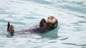 Loutre de Mer - Enhydra lutris - Des Animaux