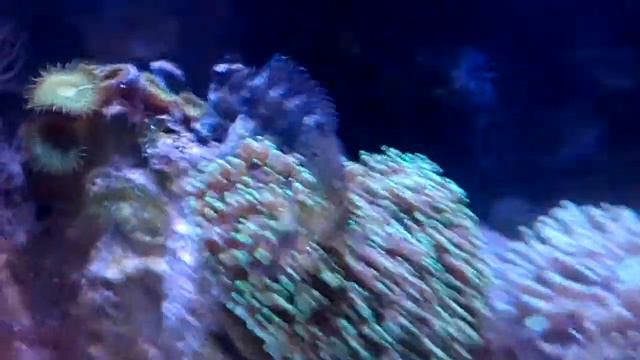 El pez mas vago del mar смотреть онлайн