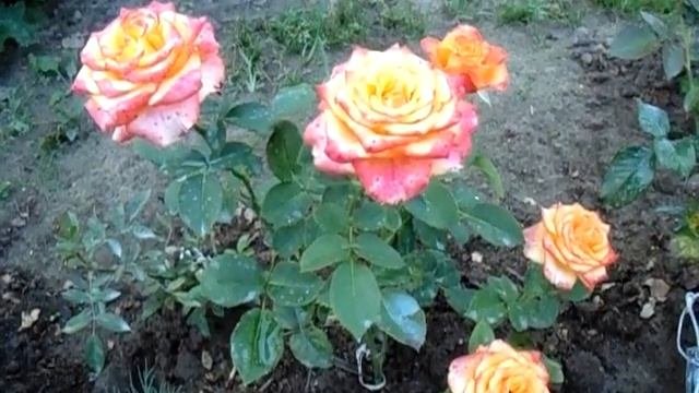 High Society. Роза высший свет. Не оторвать взгляд.