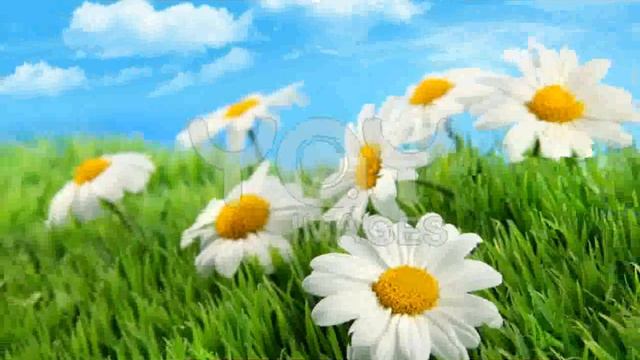 Daisies And Grass Images смотреть онлайн
