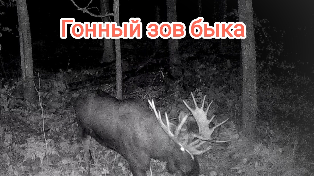 Гонный зов лося, прикол с медведем. Опять волки. смотреть онлайн