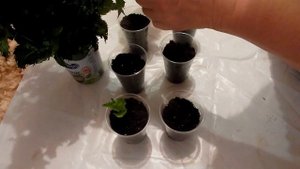 Огород на окне мята  мелисса из черенков укоренение веточек мяты