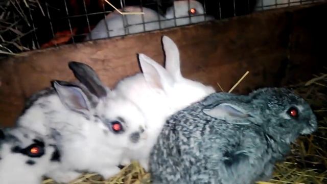 Зимний окрол крольчиха с крольчатами. смотреть онлайн