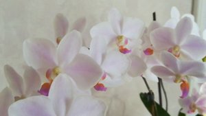 РОСКОШНЫЕ КАСКАДЫ ЦВЕТОВ ХАТУЮКИ (HATUYUKI HAGORIYUKI) В ГРУППОВОЙ ПОСАДКЕ❣️😍🦋❤️#orhids #flores ❤️🌱