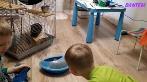 Дети играют с чихуахуа и шиншиллами! Funny kids play with a Chihuahua and chinchilla!