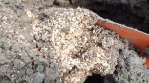 Как выглядит муравейник изнутри!