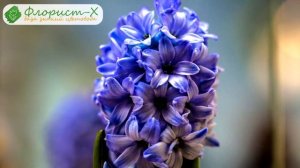 ? Виды и сорта гиацинтов