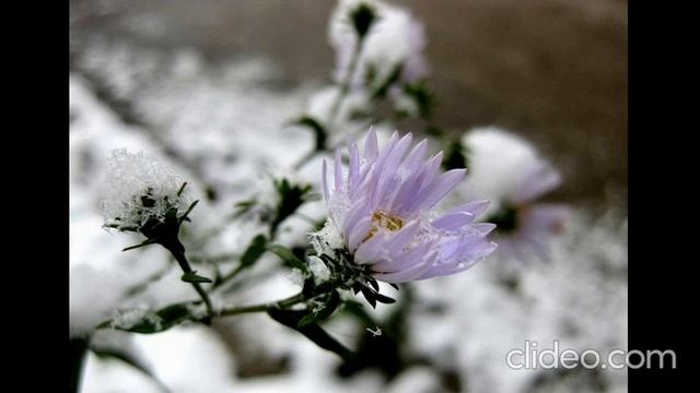 БУКЕТ ХРИЗАНТЕМ - ЕЛЕНА ГОЛЕНТОВСКАЯ смотреть онлайн