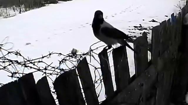 Вороны на заборе смотреть онлайн