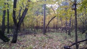 Сказочный осенний лес. Сентябрь. Ищем вешенки, ищем опята. Башкирия