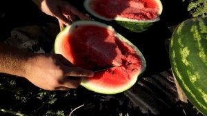 Реально все! Арбуз в открытом грунте на севере - Сорт Дайтона F1, на лагенарии.