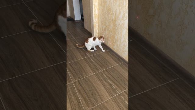 Лазерная указка для кошек с брелком CAPSBOARD CAT смотреть онлайн