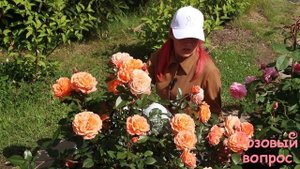 Роза Бельведер Первое цветение