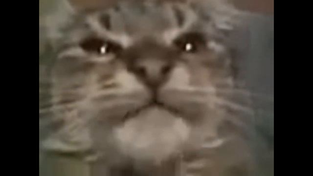 Кит ты маму мав? |Trap remix by W1stle| смотреть онлайн