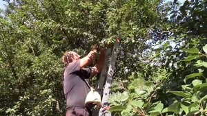 Алыча. Сбор урожая.