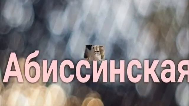 Топ 7самых красивых кошек в мире! |Красивые кошечки|Кошечки??
