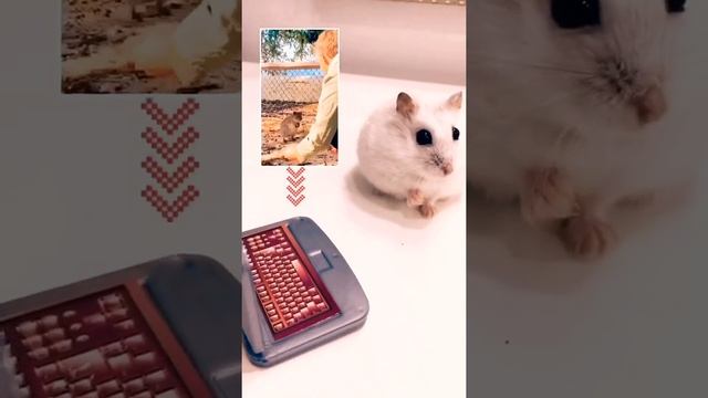 Квокка - кенгуру «улыбашка» размером с кошку смотреть онлайн