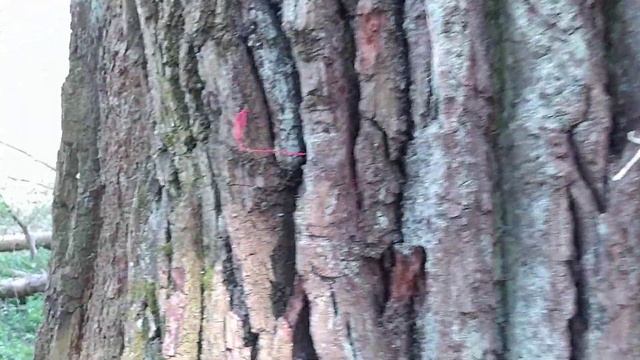 Дуб желаний в Белобережской пустыни смотреть онлайн