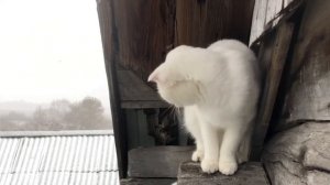 Глухая кошка впервые видит снег☺️