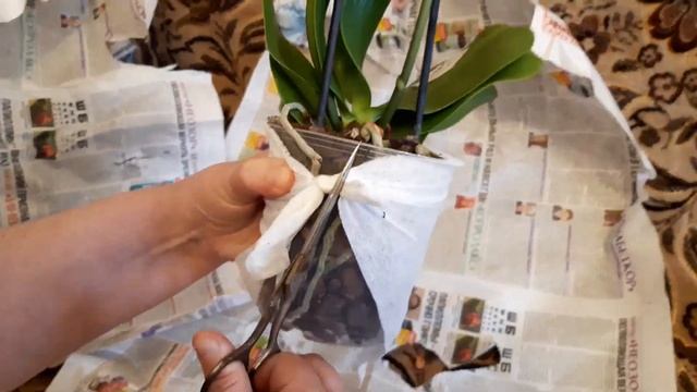 Орхидеи. Бронзовый Будда из Санкт -Петербурга от Ирины Орхомир. смотреть онлайн