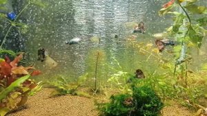 Гуппи красный дракон