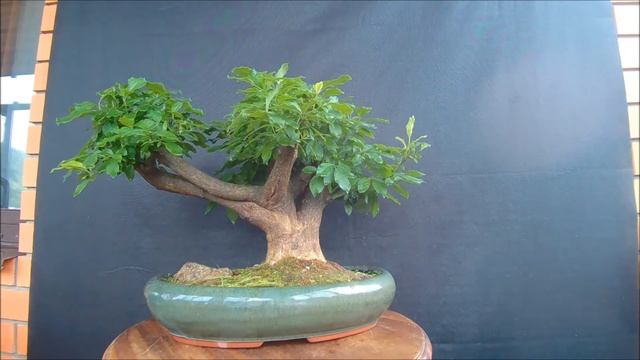 Бонсай Бересклет европейский, или Бруслина 2 Euonymus europaeus 2021 год лето смотреть онлайн