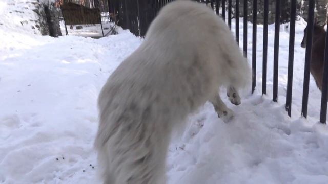 Козленок снежной козы играет с козлятами из соседнего вольера. 19.02.2023 смотреть онлайн
