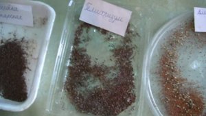 Сбор семян однолетних цветов (часть 3)