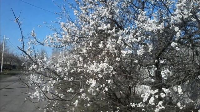 22 апреля 2018. Абрикосы расцветают по всему городу (ФОТО) смотреть онлайн