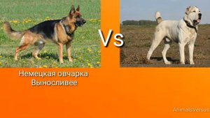 Немецкая овчарка против Алабай! КТО СИЛЬНЕЕ?...