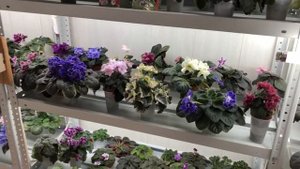 Трипсы на Фиалках. Избавиться за одну обработку реально!