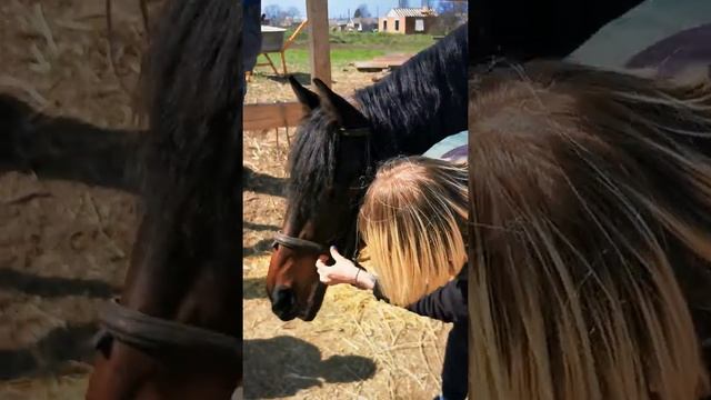 Как правильно одеть уздечку лошади ❗❗❗ смотреть онлайн