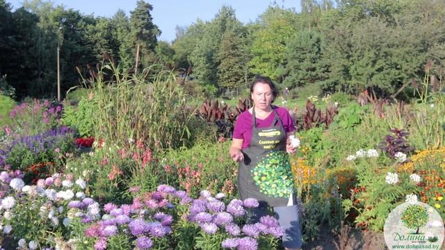 Все об АСТРЕ однолетней: виды, посадка и уход. Как и когда собрать семена астры? смотреть онлайн