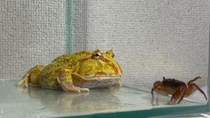 Is crab delicious?/ Pacman frog , African bullfrog【LIVE FEEDING】