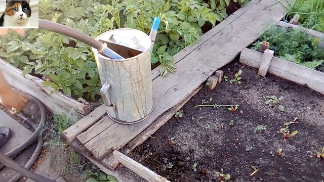 Подкормка лука севка народными средствами смотреть онлайн