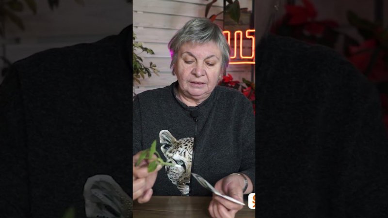 Черенкуем пеларгонию правильно  Размножаем герань