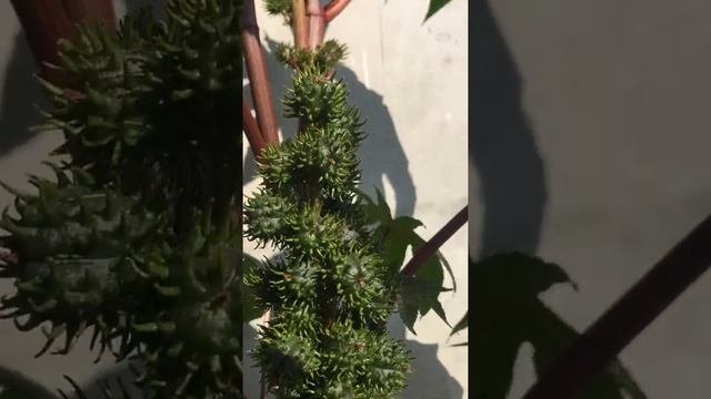 Клещевина декоративная проросла сквозь бетон