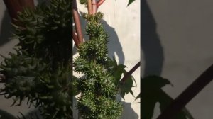 Клещевина декоративная проросла сквозь бетон