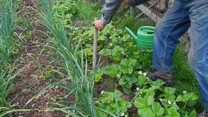Четыре урожая с одной клубничной грядки Розума. Посадка рассадой помидоров