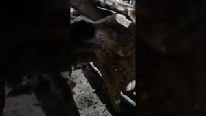 ленивец, экскаватор, янмар, ремонт.