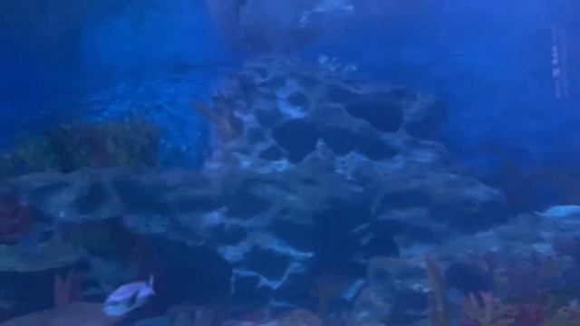 Океанариум Sea Life лучший в Стамбуле. Sea Life Istanbul.