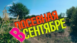 Посевная в сентябре