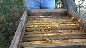 ЧТОБЫ МАТКА ПЕРЕСТАЛА СЕЯТЬ в октябре...#пчелыначинающим