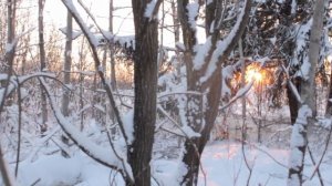 Как вырубить новогоднюю елку