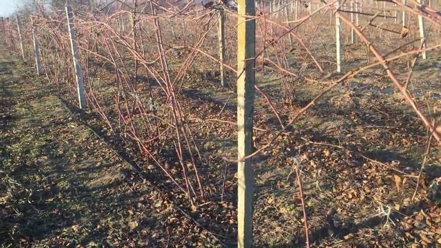 Ежевика после зимовки. Ежевика Торнфри без шипов.