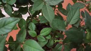 Роза кордана  чувствует себя прекрасно