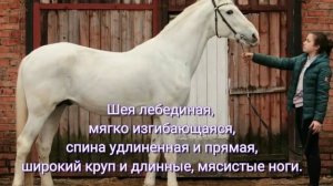 Порода лошади - Орловский рысак
