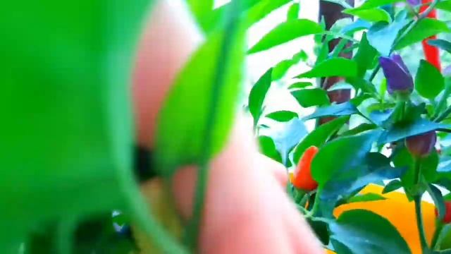 ?️Морковно-картофельное пюре-Carrot n' potato puree| #легкийужин #пюре